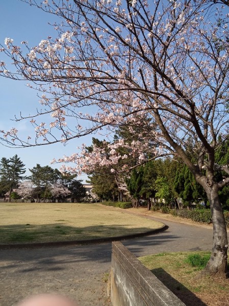 周辺環境:磯辺公園