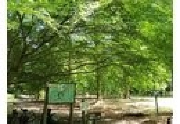 周辺環境:いちかわ市民キャンプ場