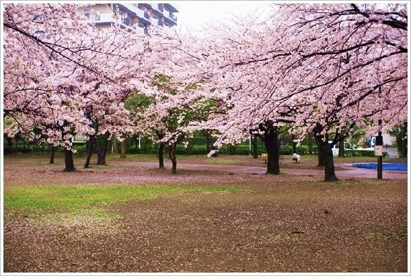 周辺環境:谷津公園